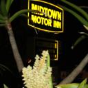 Midtown Motor Inn